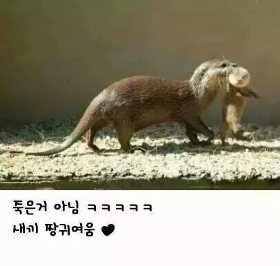 수달의 귀여움.jpg | 인스티즈