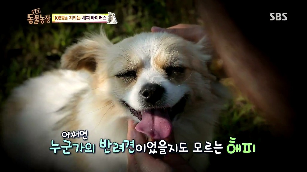 [동물농장] 106동 주민들이 키우는 강아지 | 인스티즈