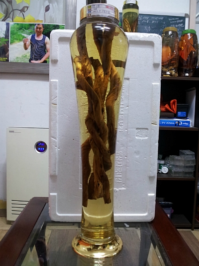 넝쿨주 이미지