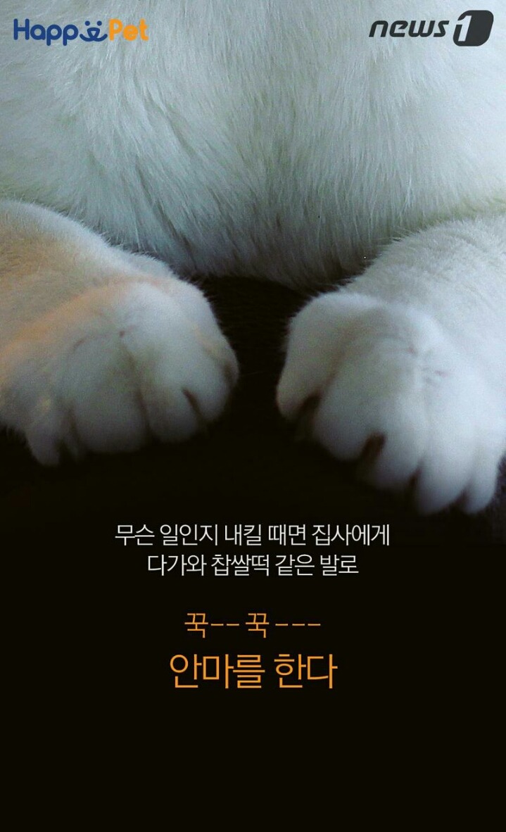꾹꾹이라 하면 당연히 고냥이부르는거지! | 인스티즈