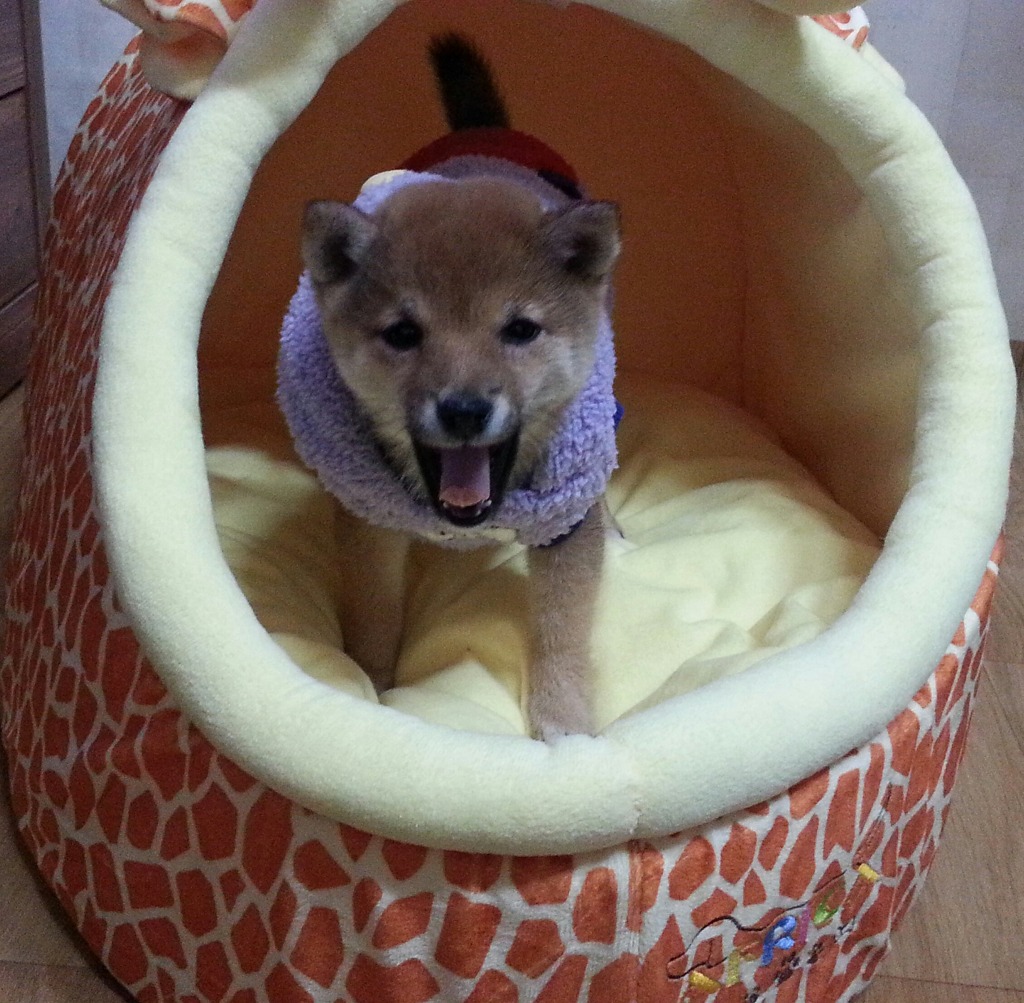 마메루 이미지