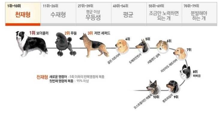 견종 이야기 - 푸들 | 인스티즈