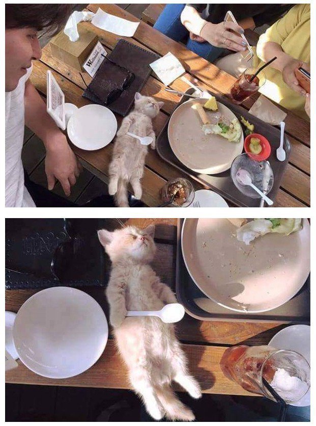 밥먹다 자는 냥이 | 인스티즈