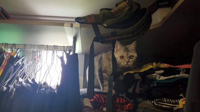 냥집사들 🐱 (사진 엄청많음 주의) | 인스티즈