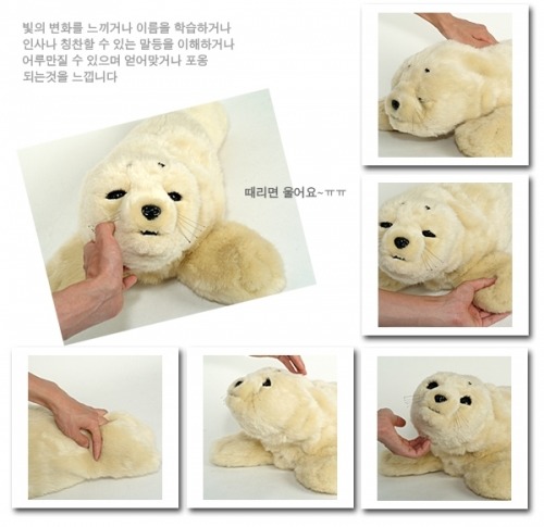 국내 도입이 시급한 일본에서 인기 많은 애완동물 | 인스티즈