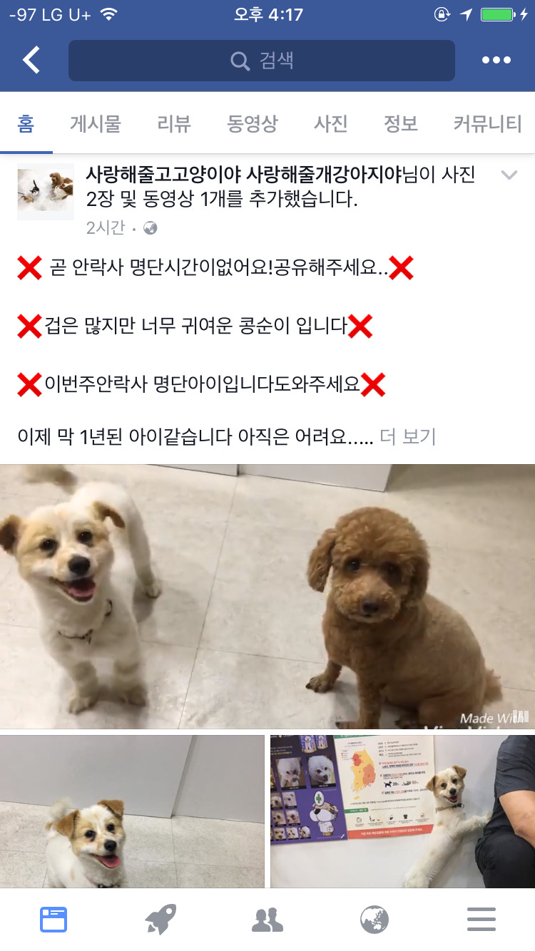 안락사 명단인 귀여운 강아지 고양이들에게 관심을 가져 줘! | 인스티즈