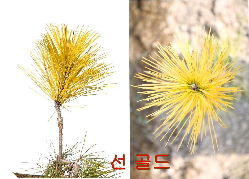 새천년농원(현농원) 황금소나무 - 황금소나무 이야기 - 새천년농원 새천년농원(현농원) 황금소나무