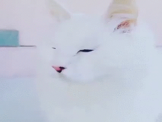 신비의 고양이 | 인스티즈