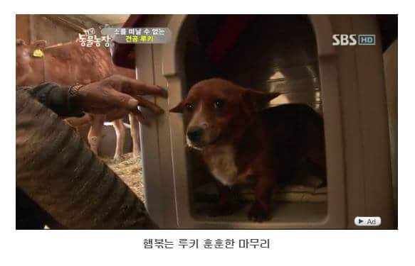의리빼면 시체인 강아지 | 인스티즈