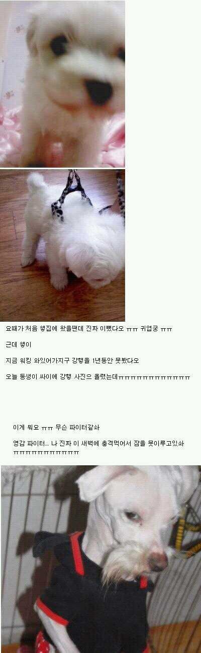 역변강아지 갑 | 인스티즈