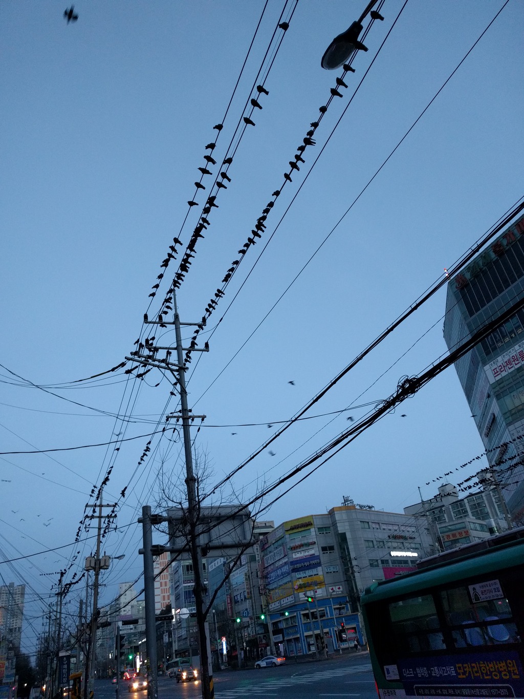 현시간부 수원 까마귀 | 인스티즈