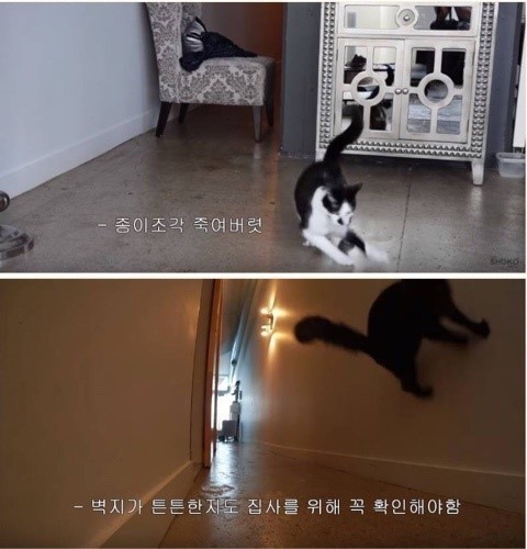 집냥이들아 팁 알려준다ㅇㅇ | 인스티즈