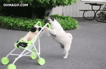 호흡곤란 오게 만드는 귀여운 동물짤들♥ | 인스티즈