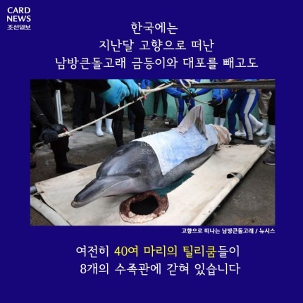 범고래가 사람을 죽인 이유 | 인스티즈