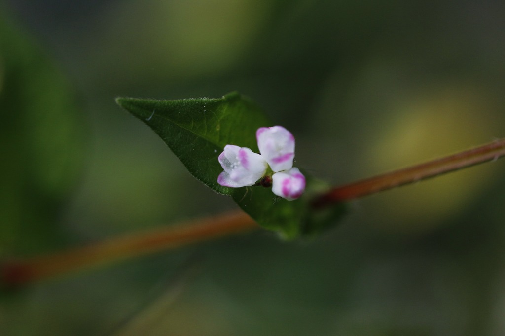 고마리(주) 이미지