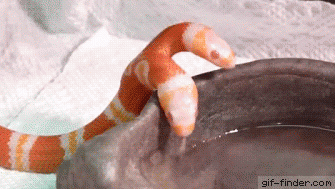 물먹는뱀.gif | 인스티즈