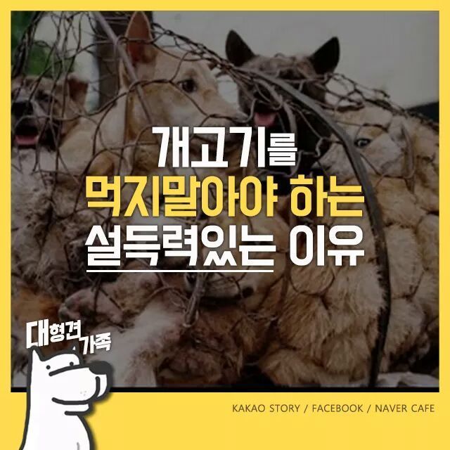 개고기를 먹지말아야 하는 설득력있는 이유 | 인스티즈
