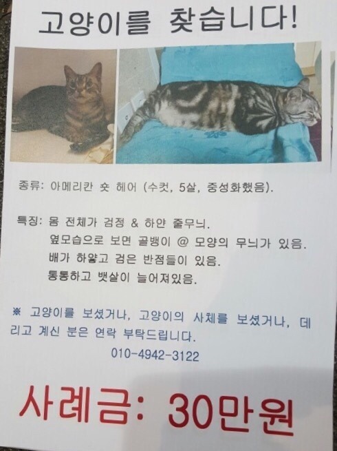 전 여자친구 협박 끝에 고양이 엽기적으로 납치 (지속적으로 데이트폭력하던 가해자) | 인스티즈