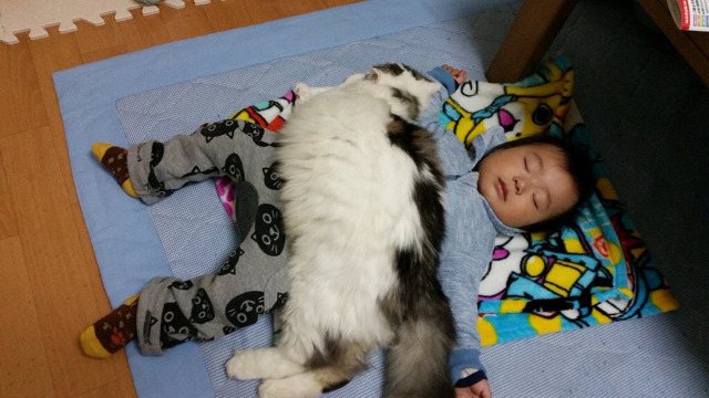 고양이 담요 | 인스티즈