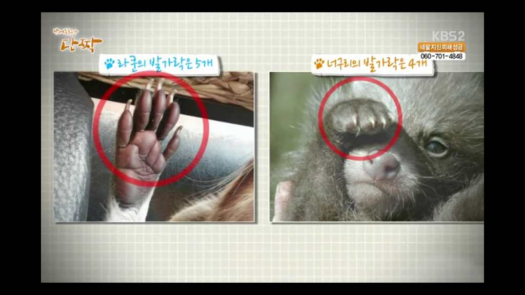 라쿤과 너구리의 차이 | 인스티즈