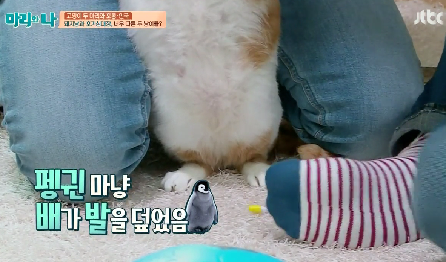 [마리와나] 뚱보냥 호동이 다이어트 시키기 (feat.먼지) | 인스티즈
