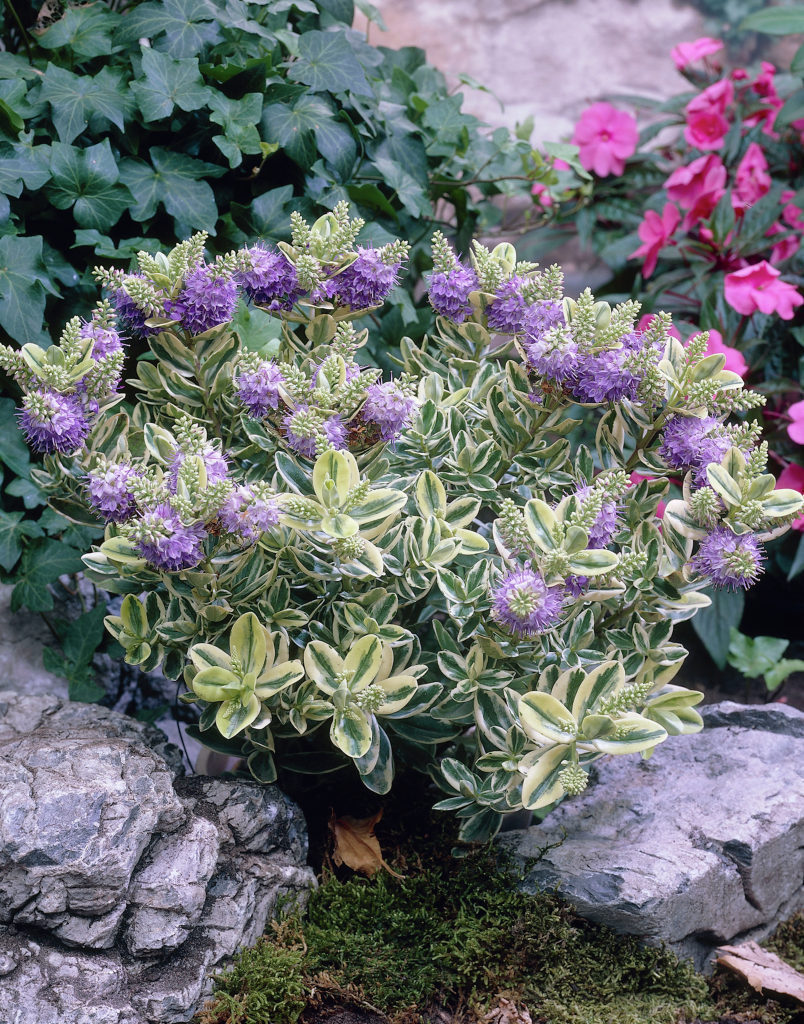 Hebe(헤베) 이미지