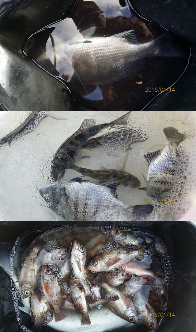순천대물낚시 이미지