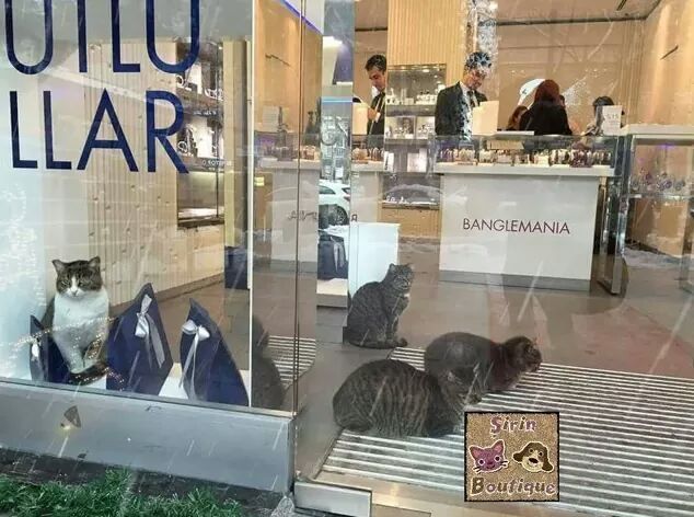 한파영향으로 이스탄불 고양이 강아지들 | 인스티즈