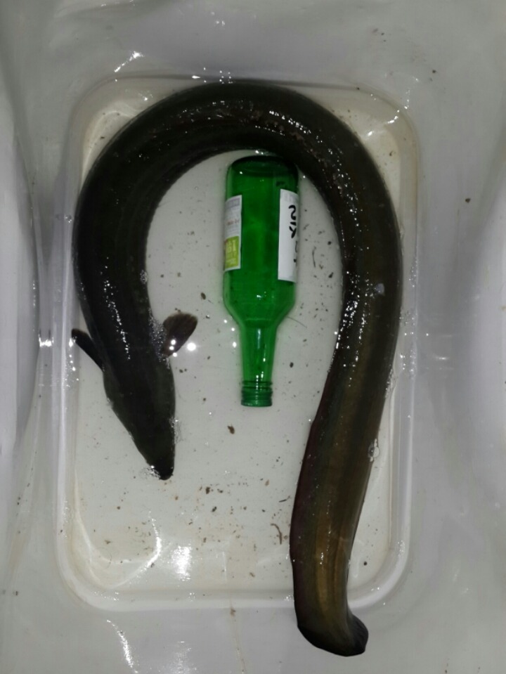 오바2 이미지