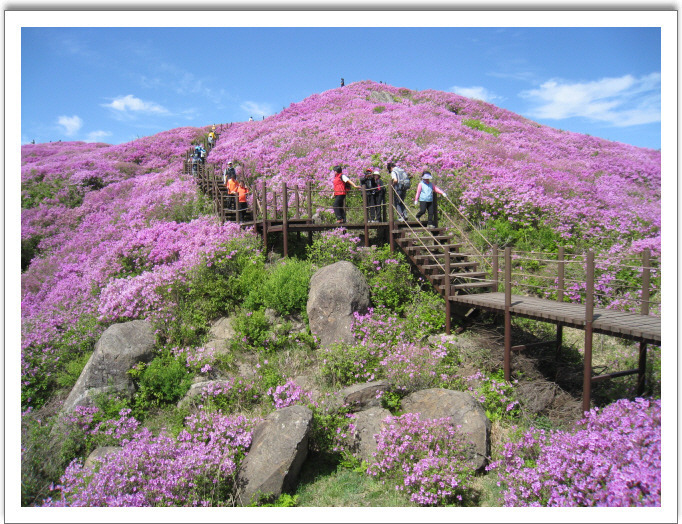 지리산풀잎 이미지