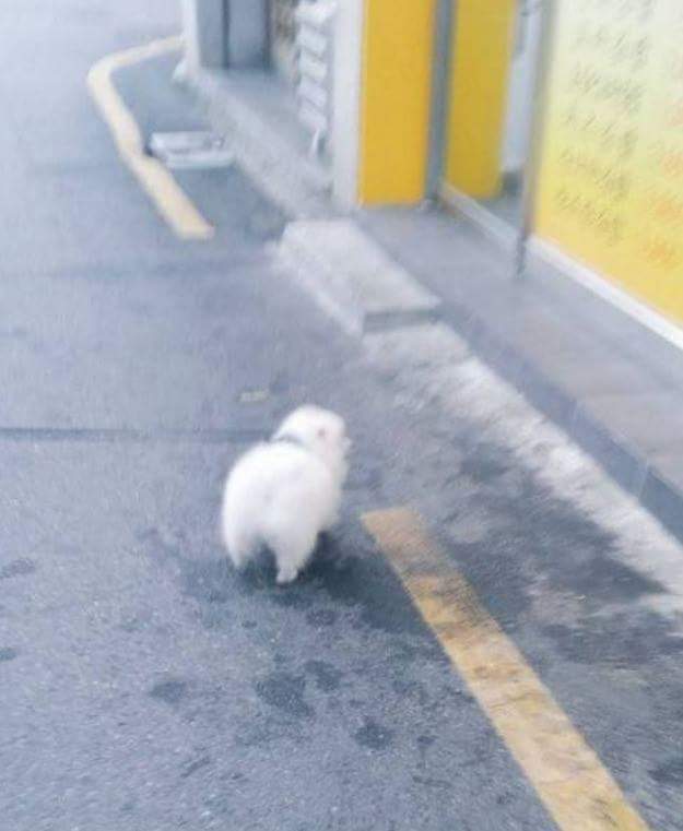 강아지가 외출만하면 김밥가게에 가는 이유.jpg | 인스티즈