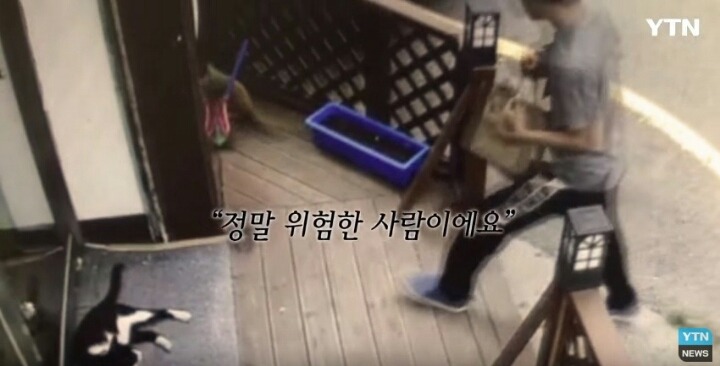 분노주의)웃는 얼굴로 새끼 고양이 내던지고 도망간 미친넘 | 인스티즈