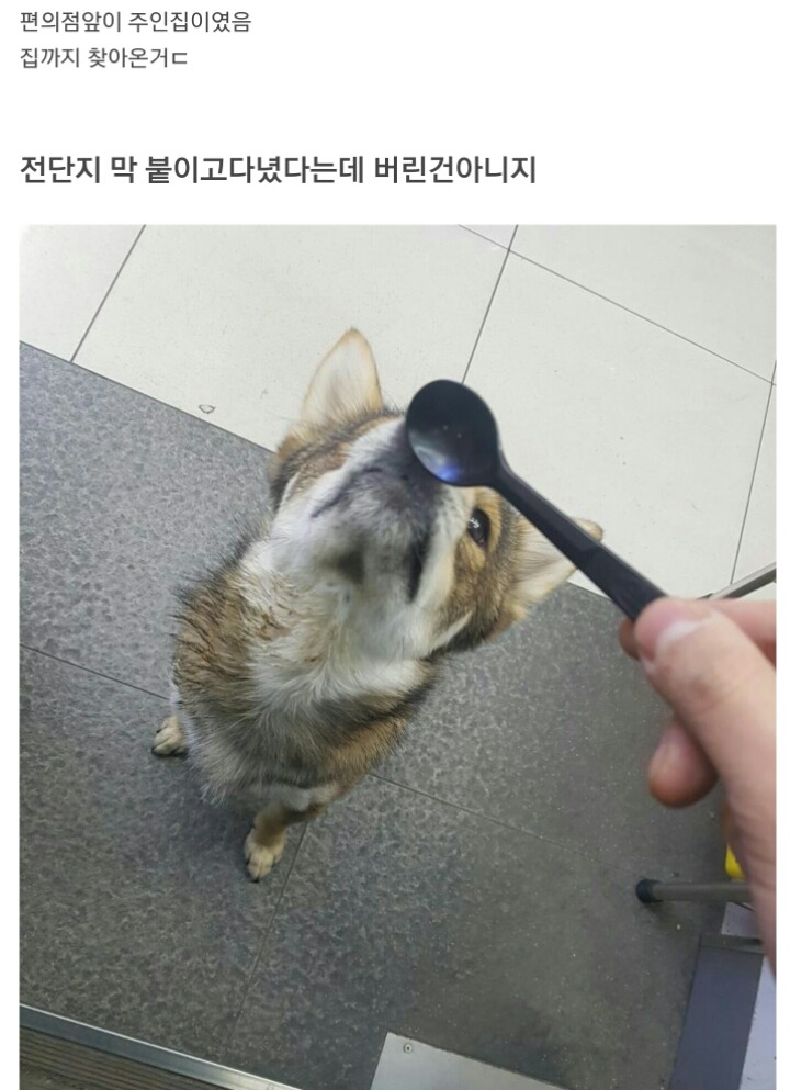 편의점에 찾아온 댕댕이 | 인스티즈