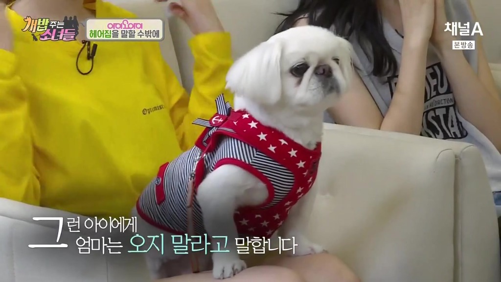 반려견 떠나보내는 암 말기 환자 ㅠㅠㅠ | 인스티즈