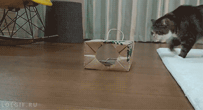 종이봉투에 들어가는 고양이.gif | 인스티즈