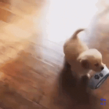 밥 달라고 하는 멍뭉이.gif | 인스티즈