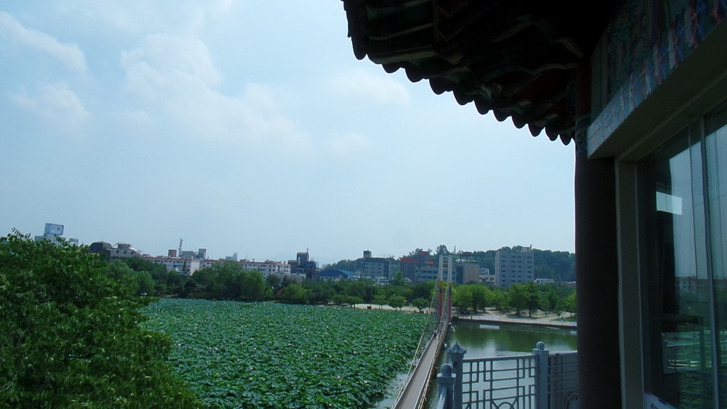 데이트 코스로 유명한 전주 덕진공원 예쁜 연꽃 풍경 | 인스티즈