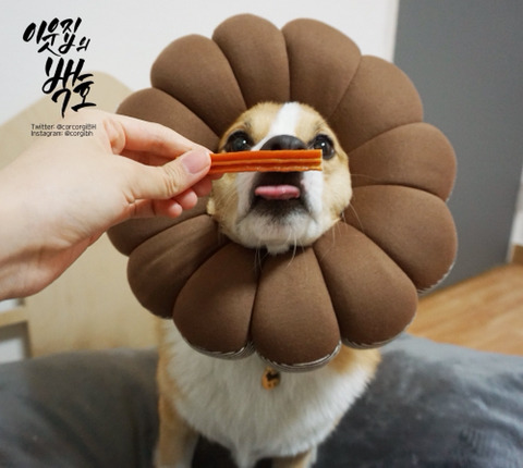 사랑둥이 백호 사진을 가져와 보았어요 | 인스티즈