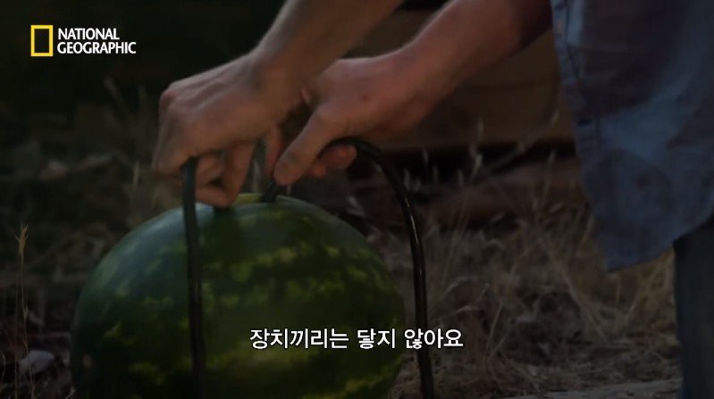 수박 안에 1만 볼트를 내보내면 생기는 일 | 인스티즈