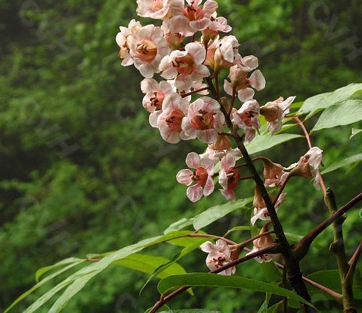 산도 이미지