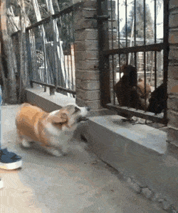 짖는 댕댕이를 넣어보자.GIF | 인스티즈