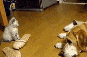 강아지패치된 고양이 gif | 인스티즈