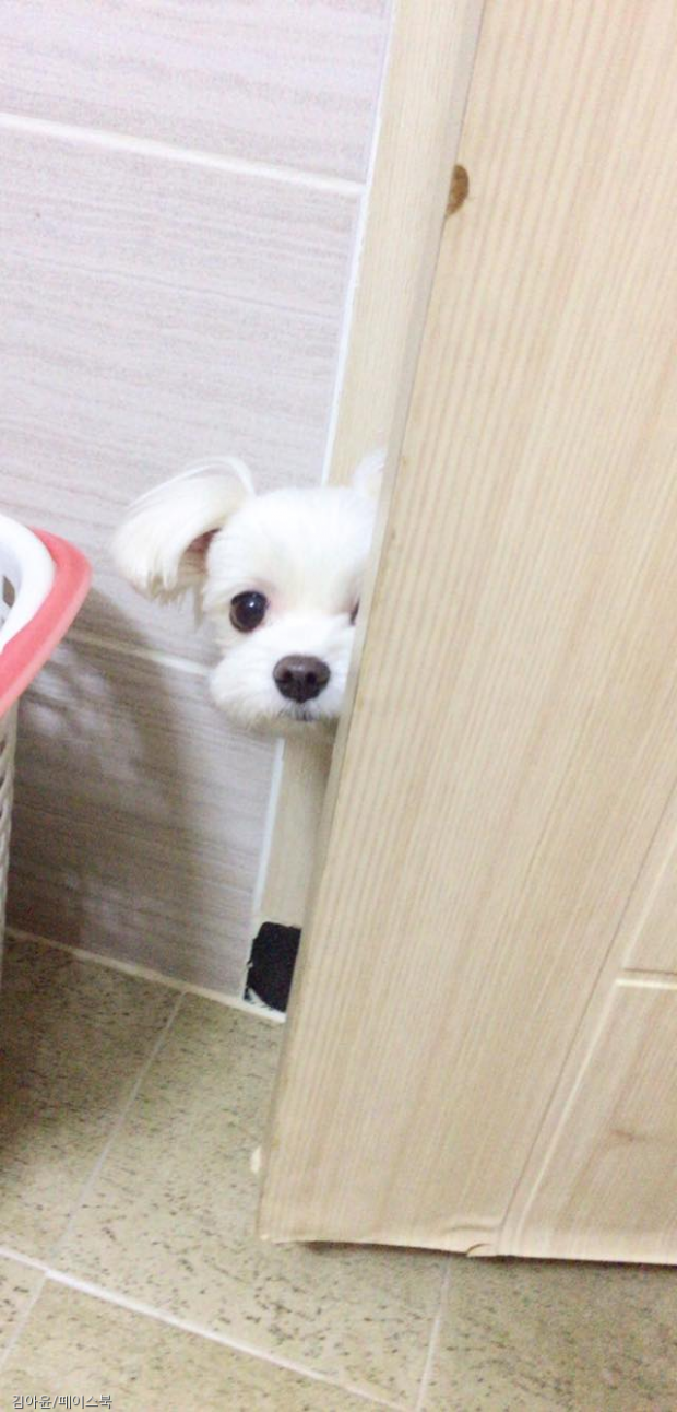 댕댕이 있는집 에서 화장실가면 생기는일.jpg | 인스티즈