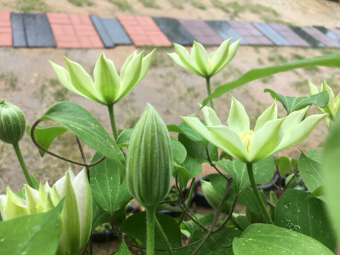 꽃뜨락 이미지