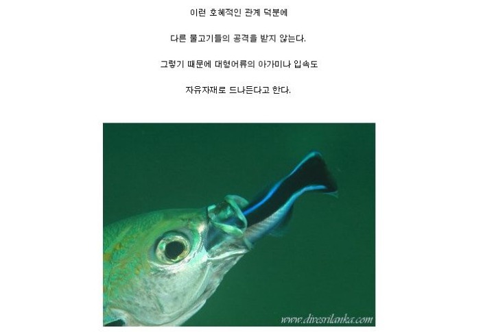 더러움을 참지 못하는 물고기.jpgif | 인스티즈