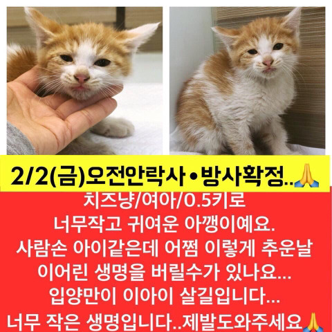 곧 안락사 될 아이들 보고가줘.. 낼모레 칼안락사야 | 인스티즈