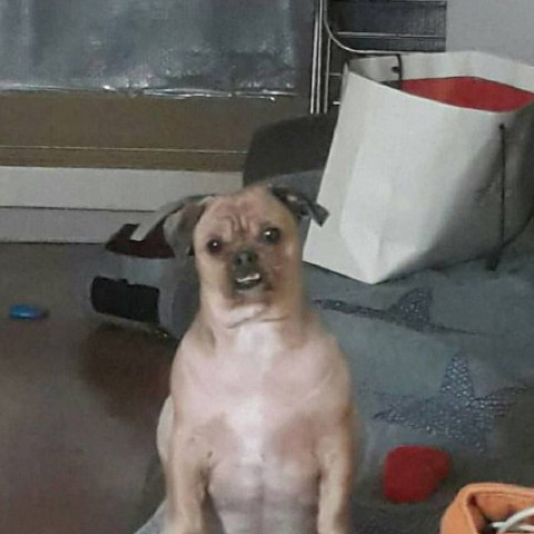 중대장 이미지