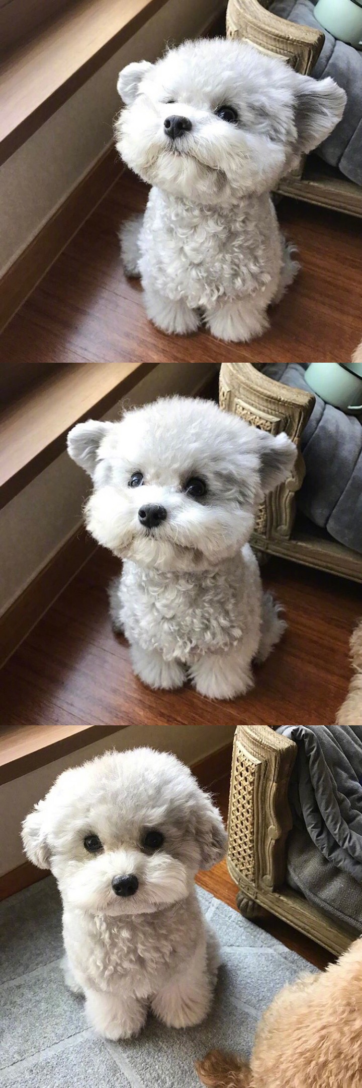인형으로 자주 오해받는다는 실버푸들...jpg | 인스티즈