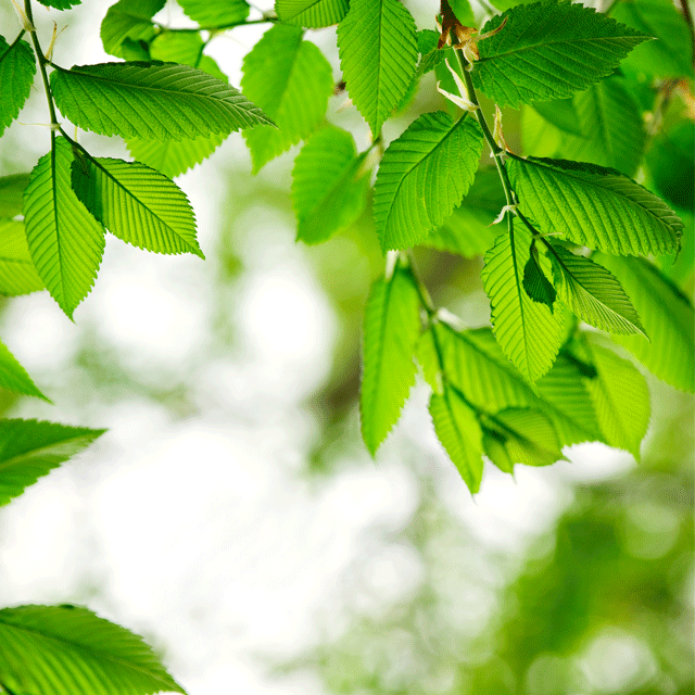  나뭇잎이 녹색인 이유 | 인스티즈