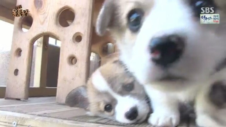 심장주의) 6남매들 | 인스티즈